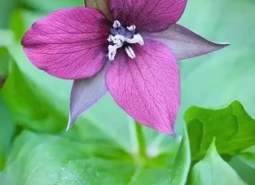 秦岭中的珍稀“仙草”——延龄草的传奇与现实